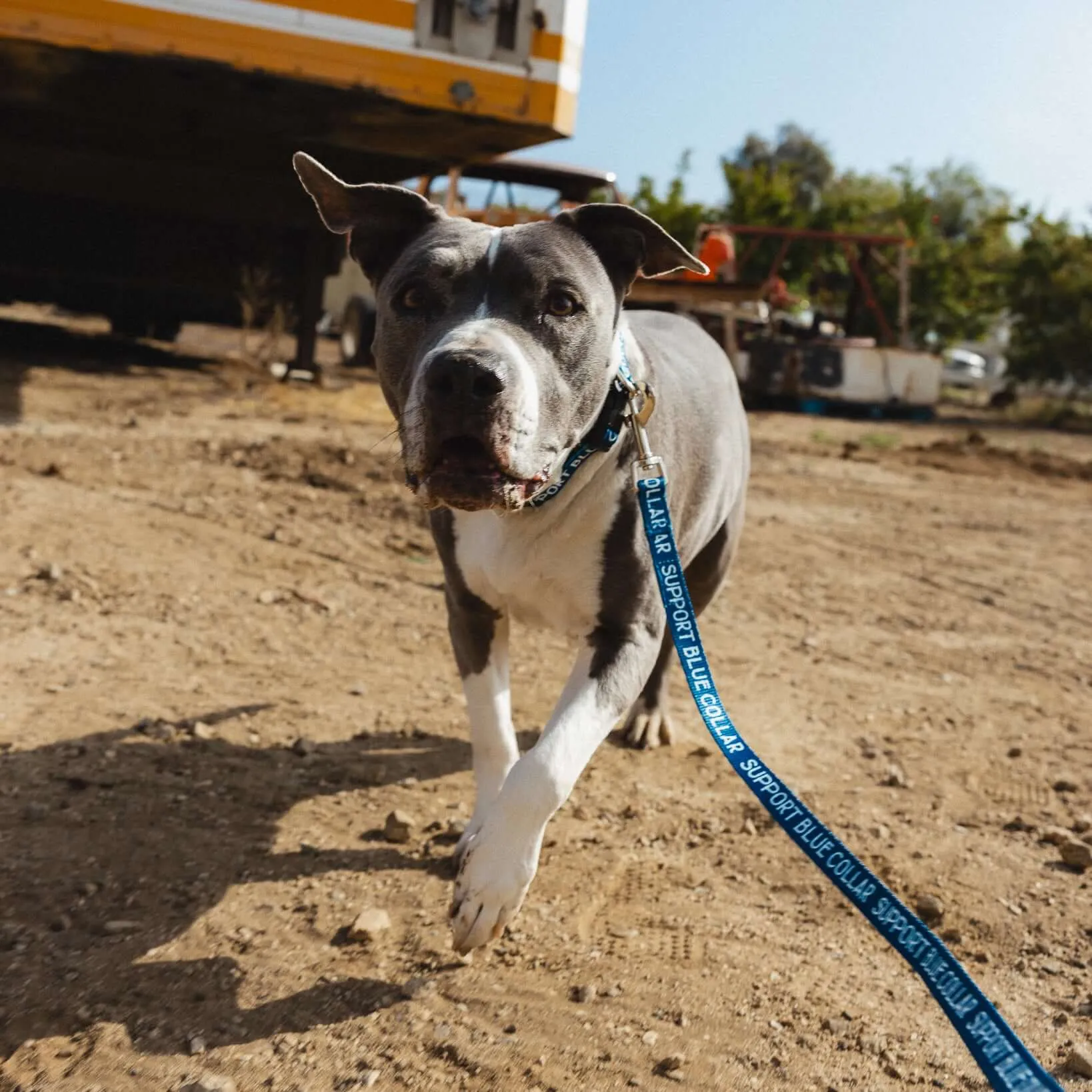 SBC Heavy Duty Dog Leash